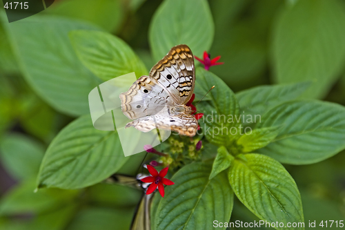 Image of Butterfly