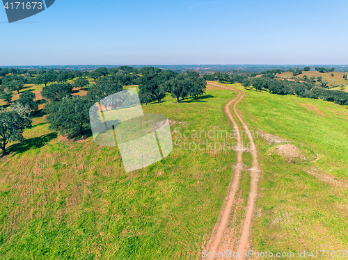 Image of Aerial View Green Fields with Trees