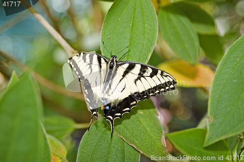 Image of Butterfly