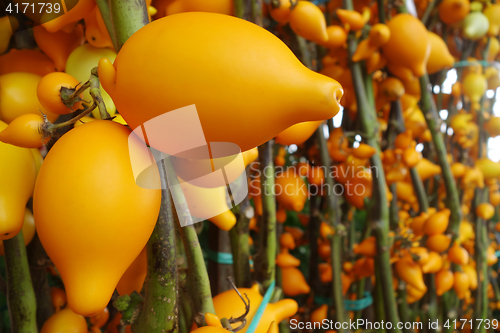 Image of Solanum mammosum on the market