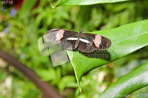 Image of Butterfly