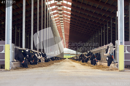 Image of herd of cows eating hay in cowshed on dairy farm