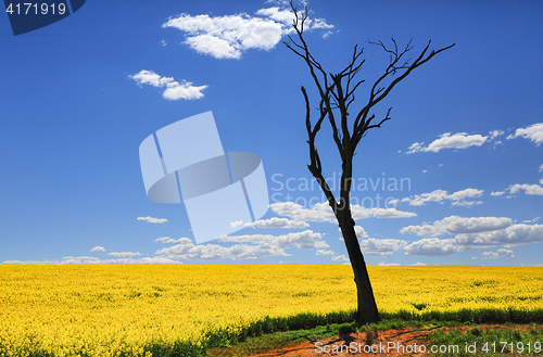 Image of Bare tree and golden canola in spring sunshine