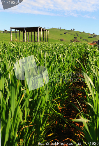 Image of Young wheat growing in a field