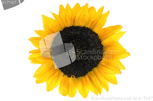 Image of Sunflower