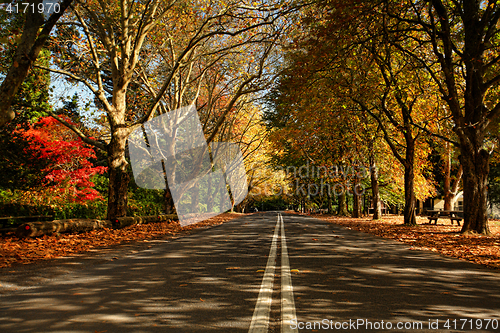 Image of Autumn trees along a street in the Fall season