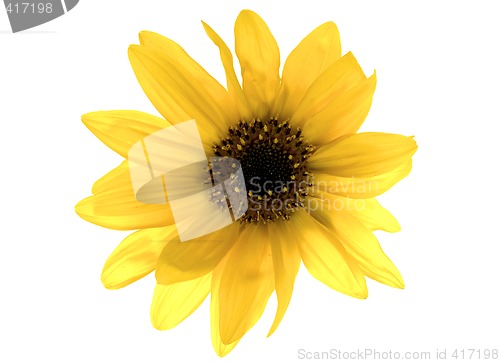 Image of Sunflower