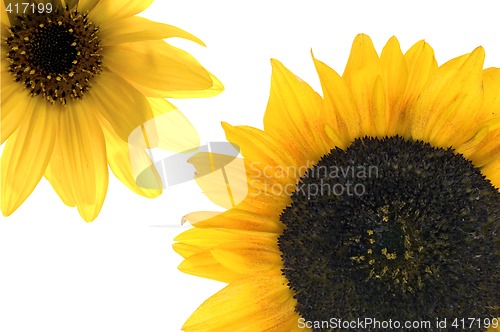Image of Sunflower