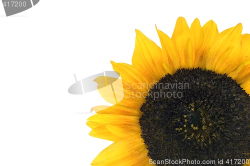 Image of Sunflower