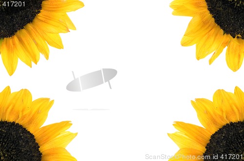 Image of Sunflower