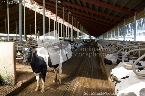 Image of herd of cows in cowshed stable on dairy farm