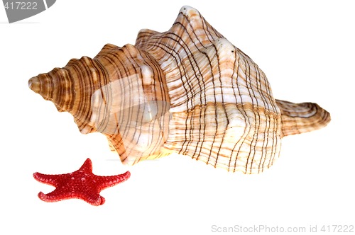 Image of shell