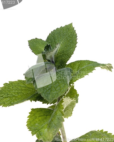 Image of Mint leafs