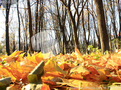 Image of Autumn park with yellow trees