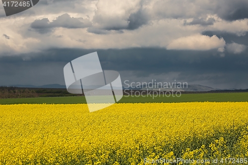 Image of Rapeseed field landscape