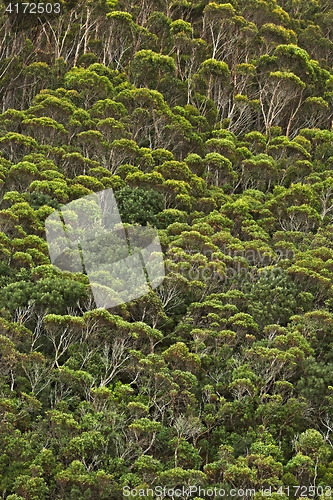 Image of Trees in the woods