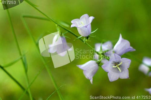 Image of Bluebell flowres