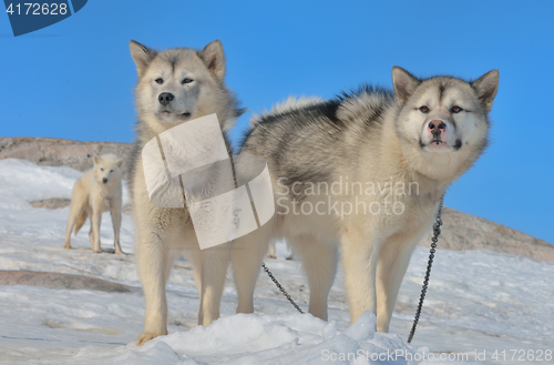 Image of Greenland sled dogs