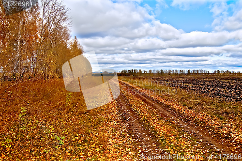 Image of Autumn red with blue sky