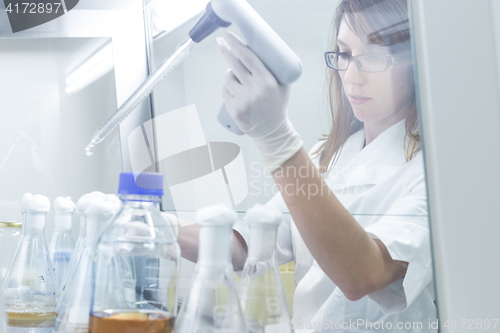 Image of Life science researcher grafting bacteria.