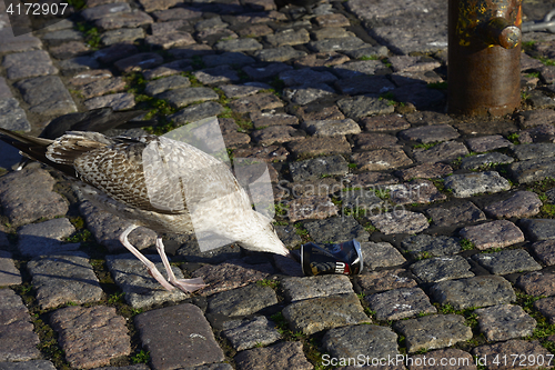 Image of HELSINKI, FINLAND – OKTOBER 2, 2016: Seagull drinking beer out