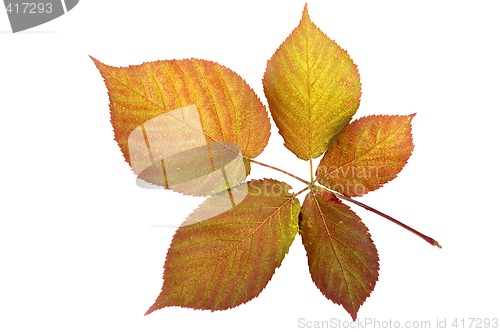 Image of Autumn leaf
