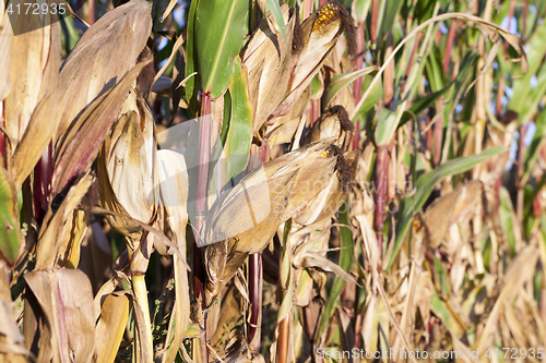 Image of field of ripe corn