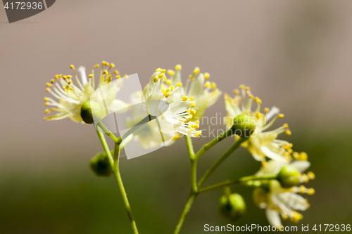 Image of flowering linden trees