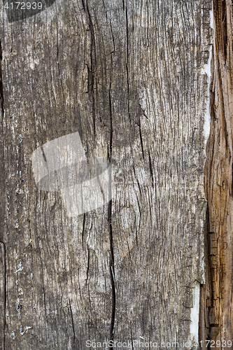 Image of the destruction of wood from moisture