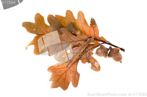 Image of Autumn leafs