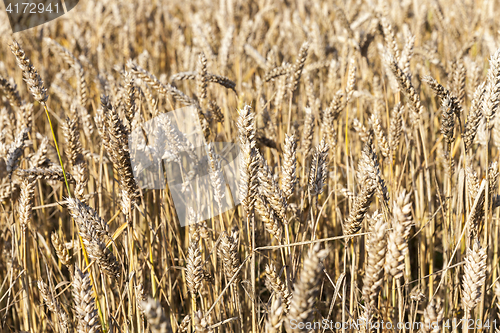 Image of field with rye