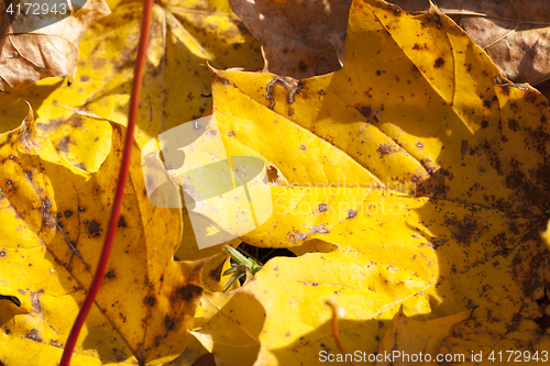 Image of The fallen maple leaves