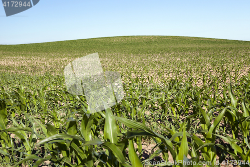 Image of Field of green corn