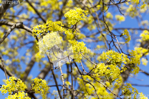 Image of flowering maple tree