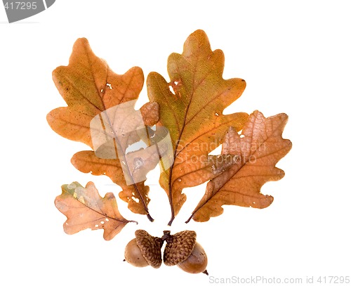 Image of Autumn leafs