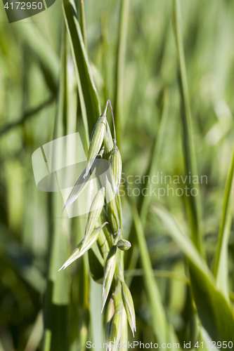 Image of Field with cereal
