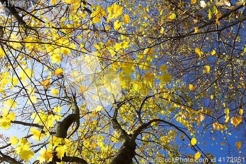 Image of yellowed maple trees in autumn