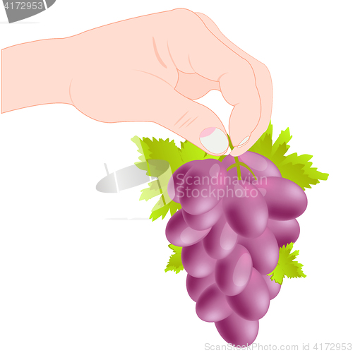 Image of Grozdi grape in hand