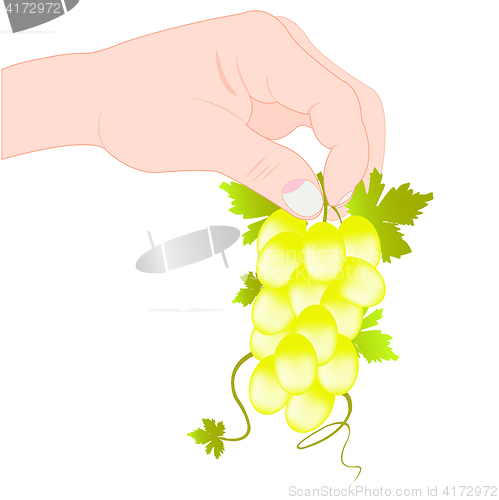 Image of Hand keeps grape