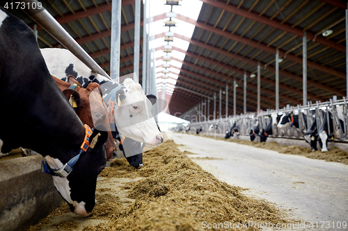 Image of herd of cows eating hay in cowshed on dairy farm