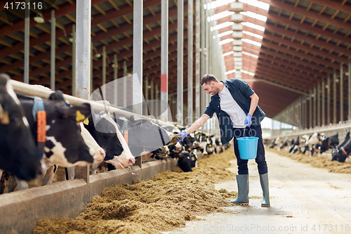 Image of man feeding cows with hay in cowshed on dairy farm