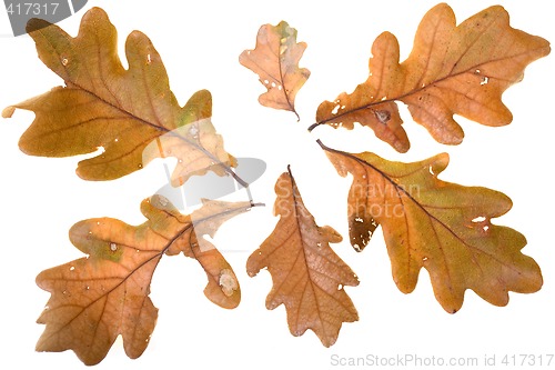Image of Autumn leafs