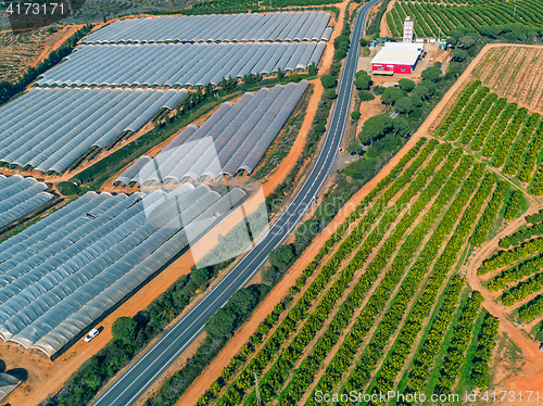 Image of Aerial View Fruit and Orange Trees Plantation