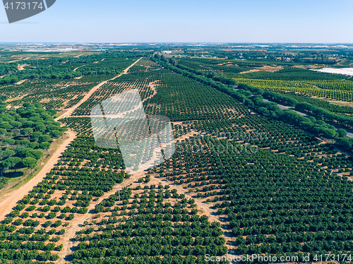 Image of Aerial View Orange Trees Plantation