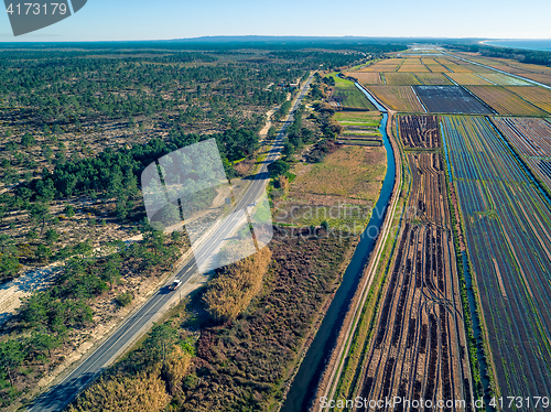 Image of Aerial View Rice Fields