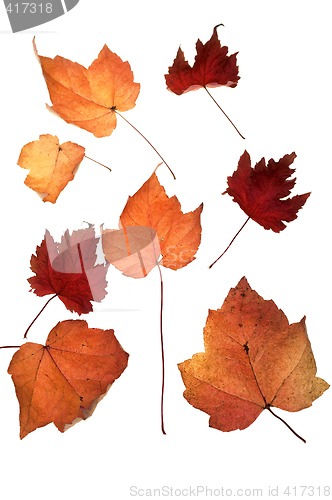 Image of Autumn leafs
