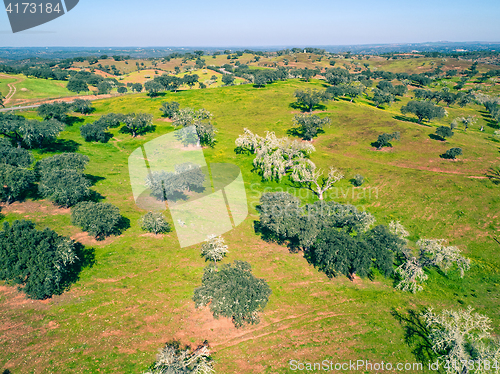 Image of Aerial View Green Fields with Trees