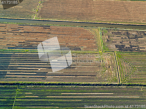 Image of Aerial View Rice Fields