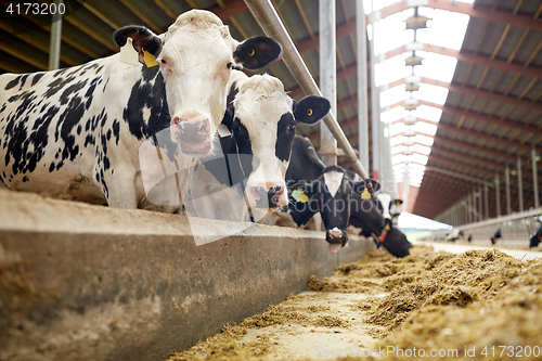 Image of herd of cows eating hay in cowshed on dairy farm