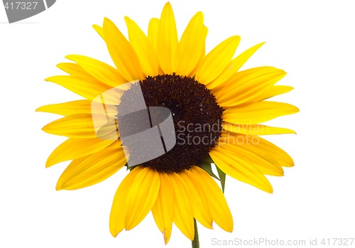 Image of Sunflower